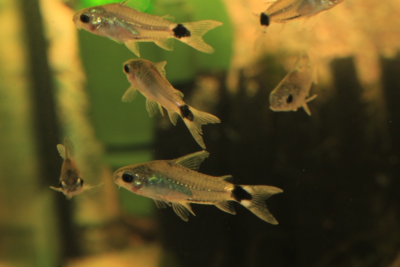 Corydoras hastatus/Hyphessobrycon elachys 40_lit11