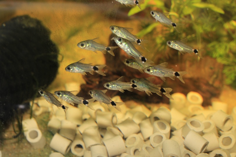 Corydoras hastatus/Hyphessobrycon elachys 40_lit13