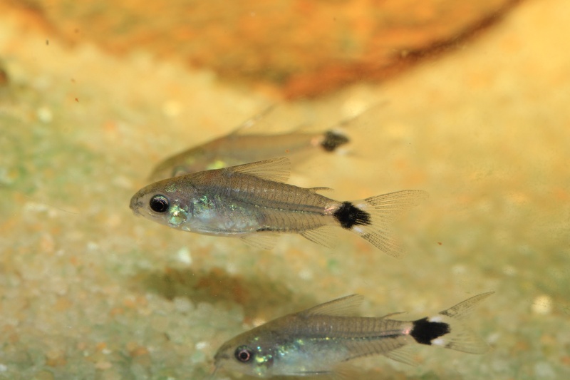 Corydoras hastatus/Hyphessobrycon elachys 40_lit21