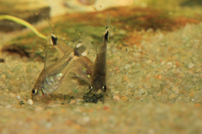 Corydoras hastatus/Hyphessobrycon elachys 40_lit26