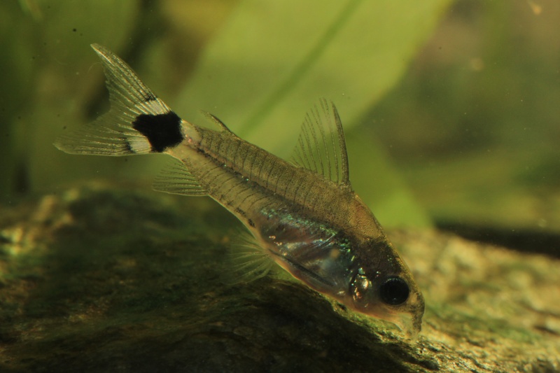 Corydoras hastatus/Hyphessobrycon elachys 40_lit30