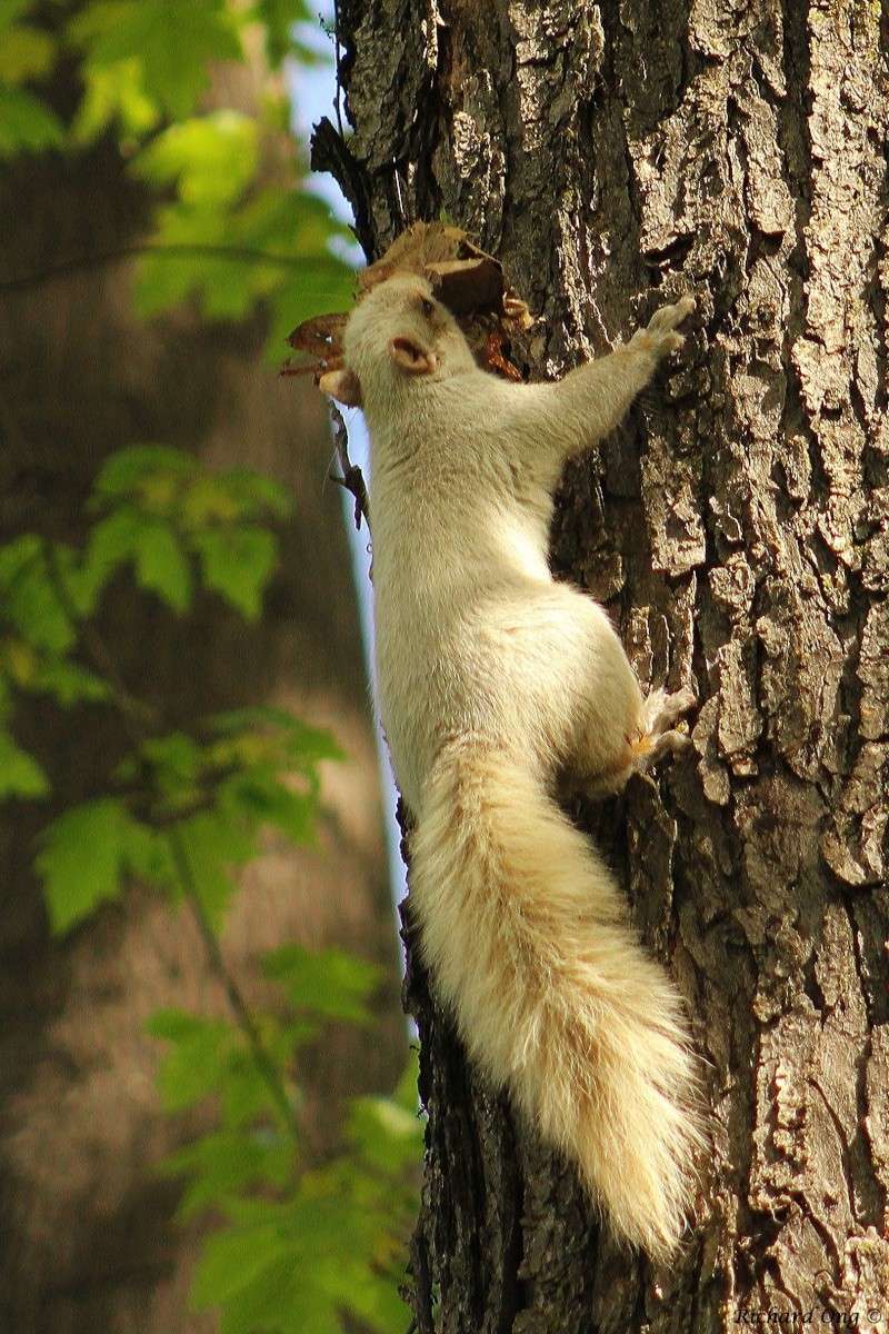 Écureuil blanc Acureu10