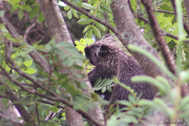 Porc-épic au parc Forillon, Gaspésie  Porc-a10