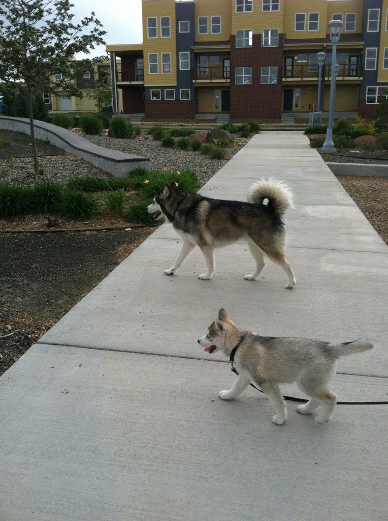 Any idea what these puppies will look like? Img_1210