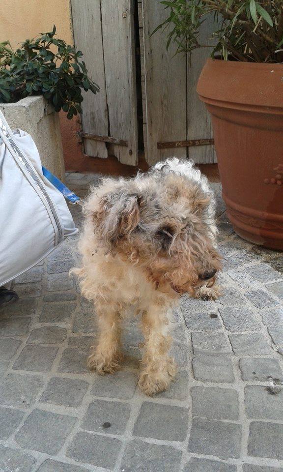 Grande urgence pour RITA,  fox de 15 ans -  Asso Rosalie Provence (83) 10968410