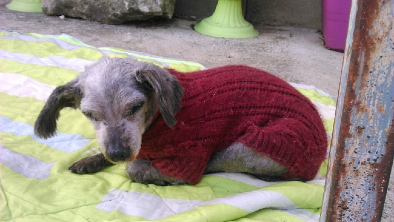 LUCKY CANICHE NAIN GRIS FONCE 14 ANS ASSO A TOUTES PATTES Mms_im11
