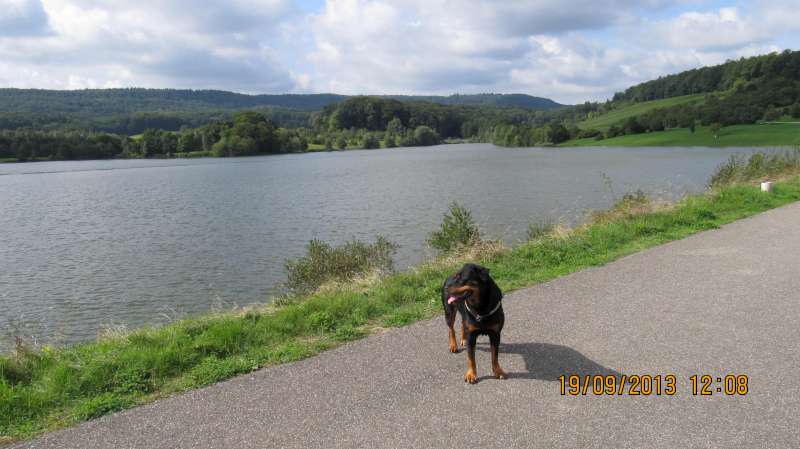 Baya, femelle rott stérilisée, née en 05/2006. refuge SPA Amance Img_1510