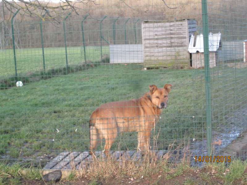 COOL - labrador beige 10 ans  (7 ans de refuge) - SLPA à Amance (54) Img_6010