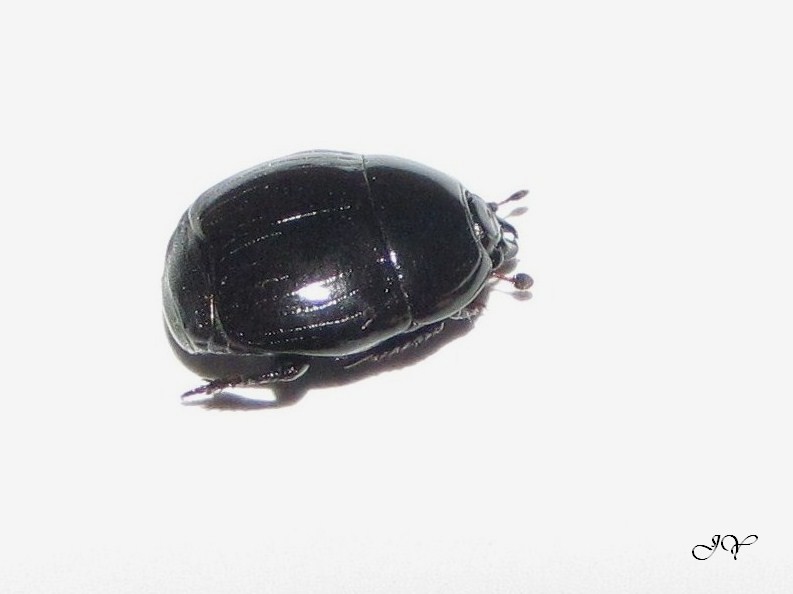 Hister unicolor ? Hister13