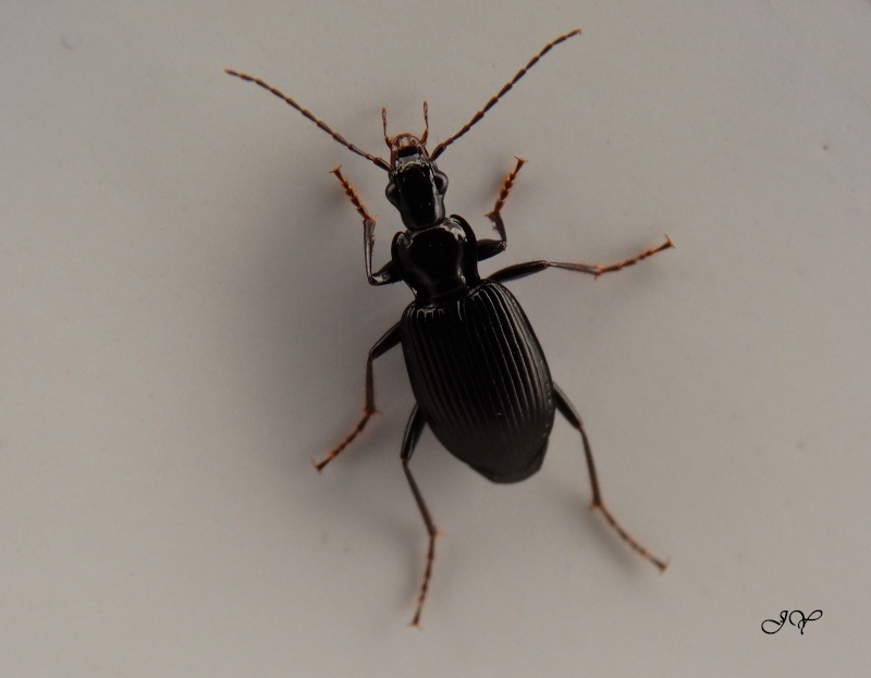 Limodromus assimilis ? Nebria10