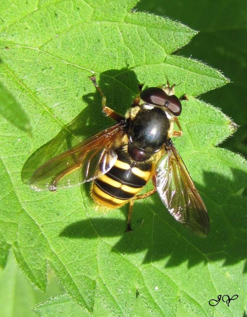 Sericomyia silentis ? Syrphu10