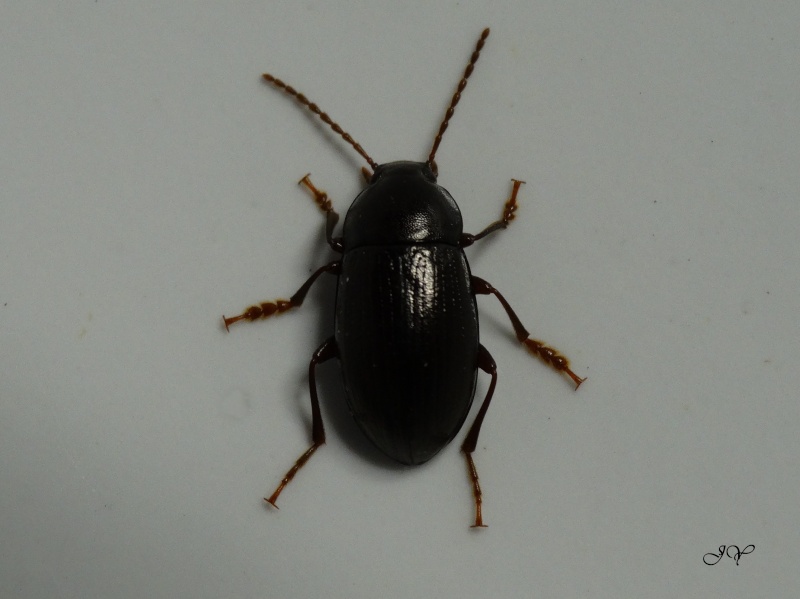 Tenebrionidae.[nalassus laevioctostriatus.] Tenebr10