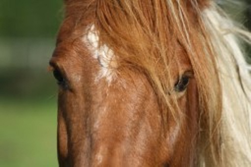 BELGIQUE:Wasseiges /la jument maltraitée, son poulain meurt! Jument11