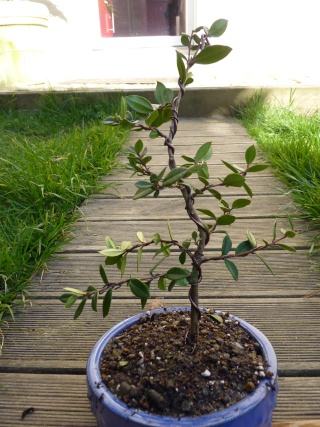 Rempotage bonsaï P1130312