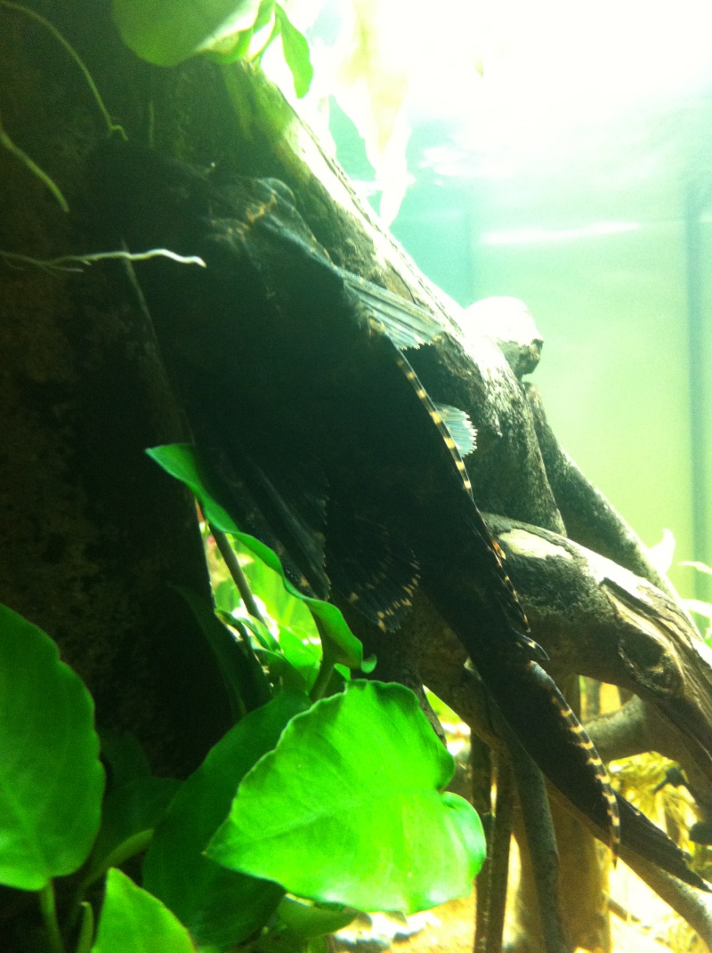 450l Amazonien Img_2624