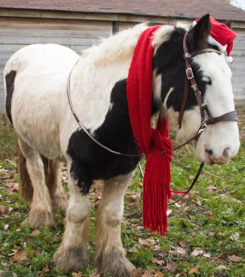 BOMBER (de Cillbarra), 1er Irish Cob dans ma vie... - Page 2 10295610