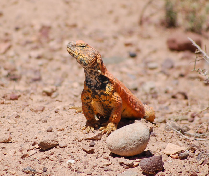Uromastyx nigriventris au maroc 2012 (avril Skura / Ouarzazate) 210