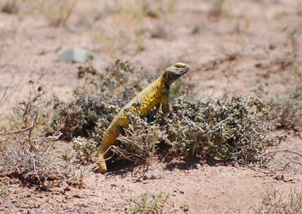 Uromastyx nigriventris au maroc 2012 (avril Skura / Ouarzazate) 610