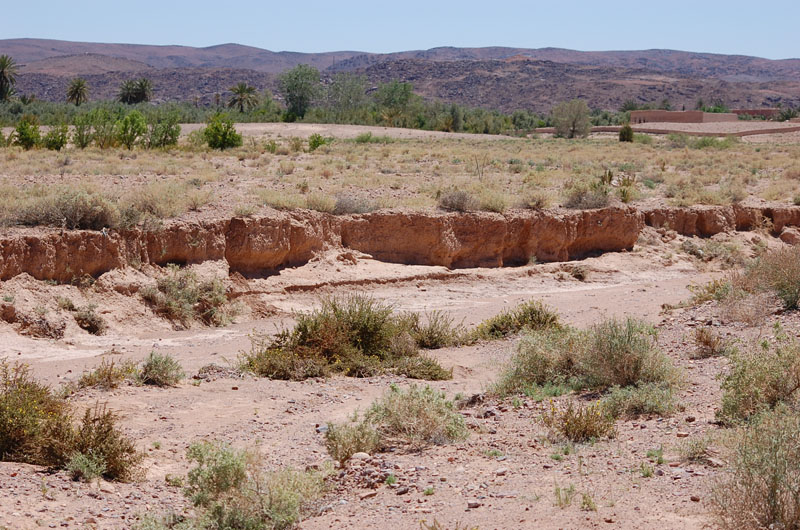 Uromastyx nigriventris au maroc 2012 (avril Skura / Ouarzazate) Habita10