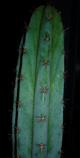 Identification de cactus. P1000911