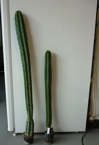 Identification de cactus. P1000912