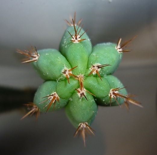 Identification de cactus. P1000914