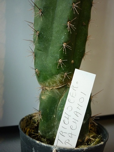 Identification de cactus. P1000915