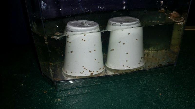 Free: Apple/Mystery Snails 1-1-1511