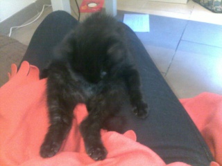 Cracotte, chatonne noire, née mi juin 2012 (adoptée) 18092011