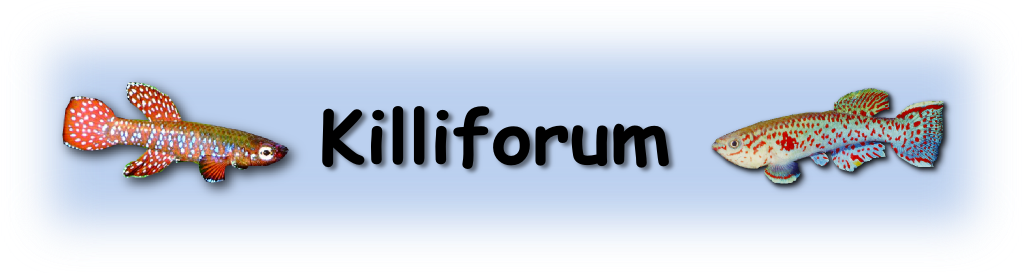 Killi Forum