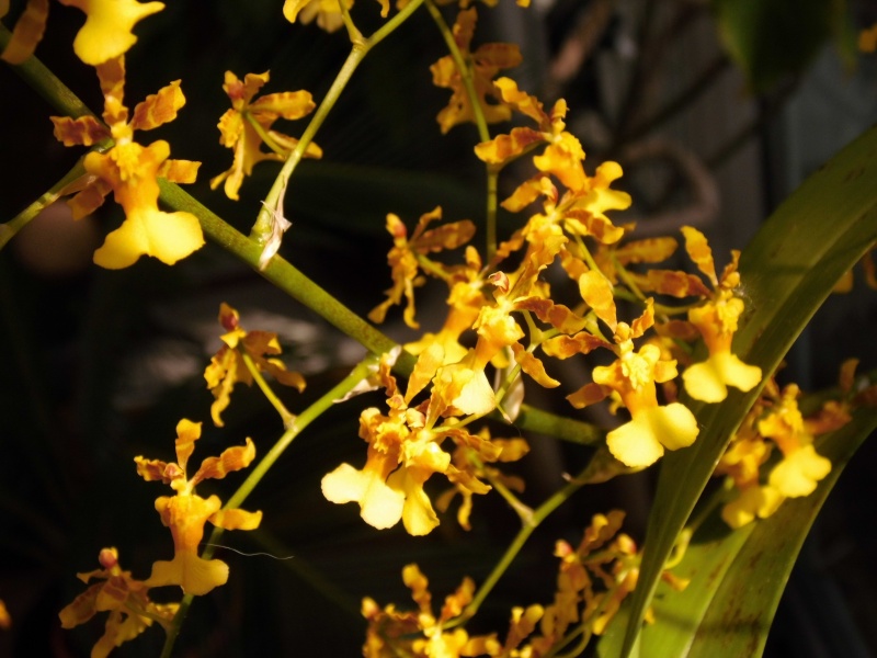 Oncidium chrysomorphum Onc_fr10