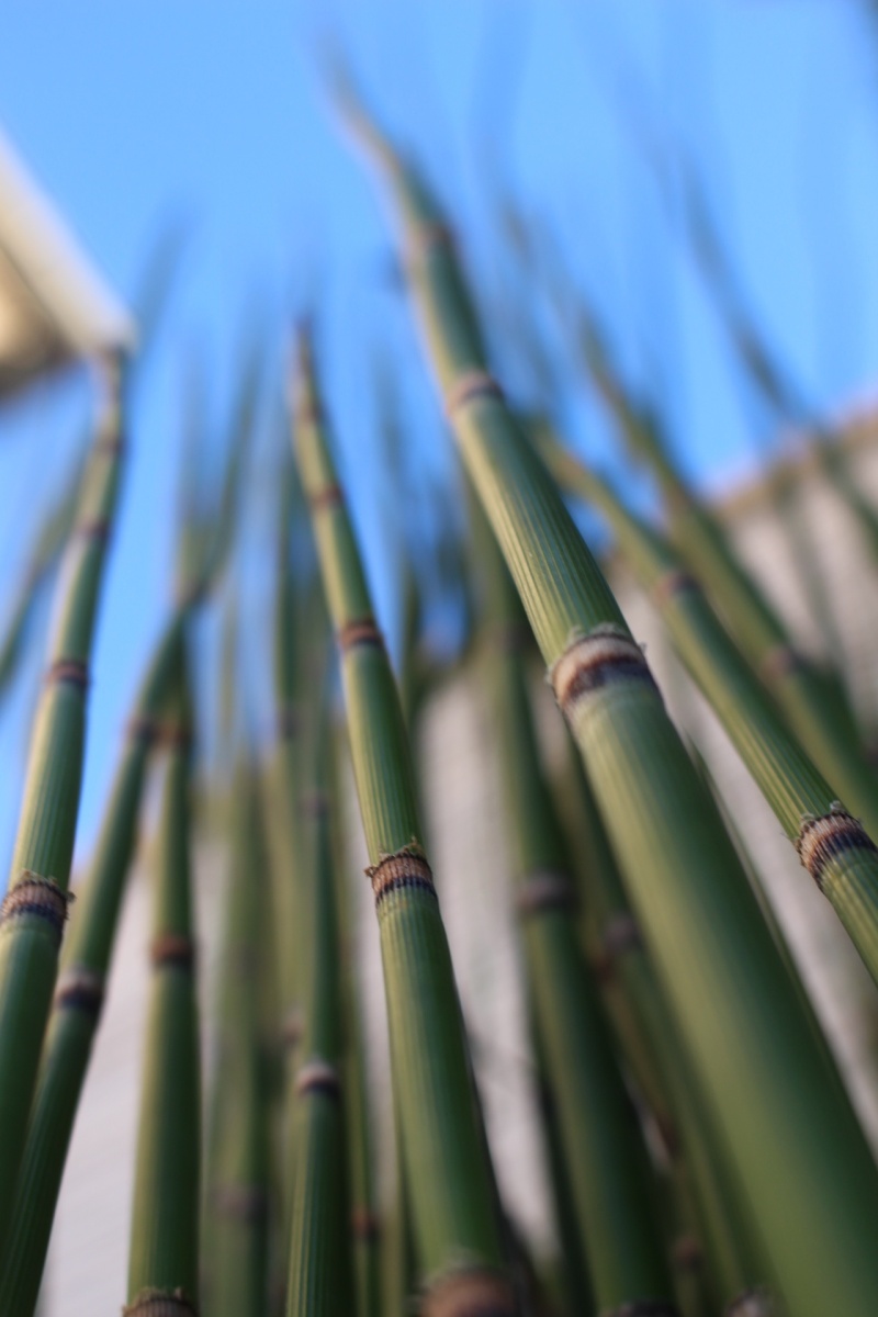 [Photo] Linaments en perspective Bambou10