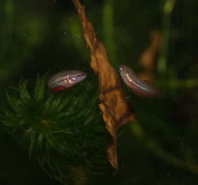 Couple Plakat "KOI " Dsc00416