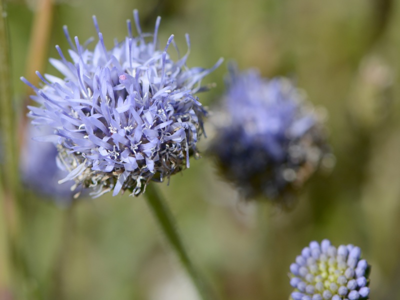 Identification fleur bleue du littoral Atlantique (Jasione montana) _dse2310