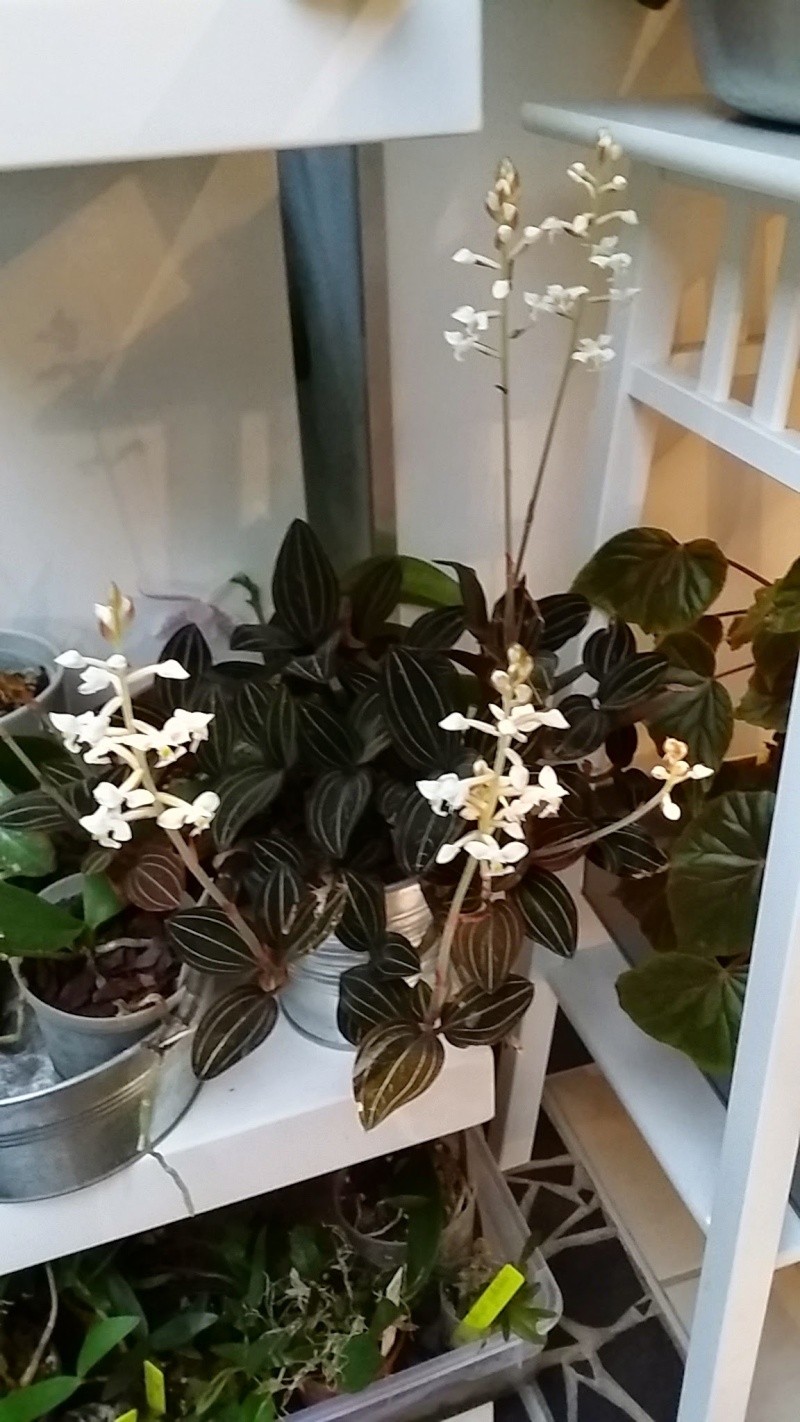 ludisia discolor 20150110