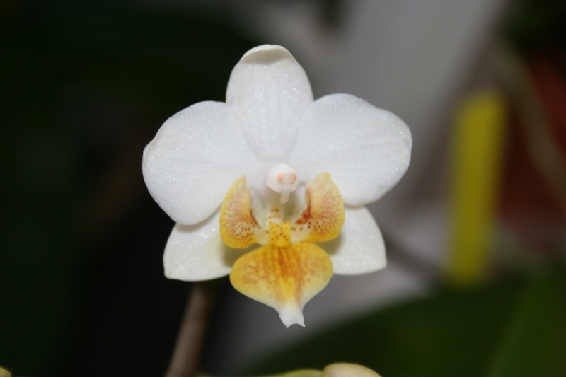 mini phalaenopsis blanc Img_1115