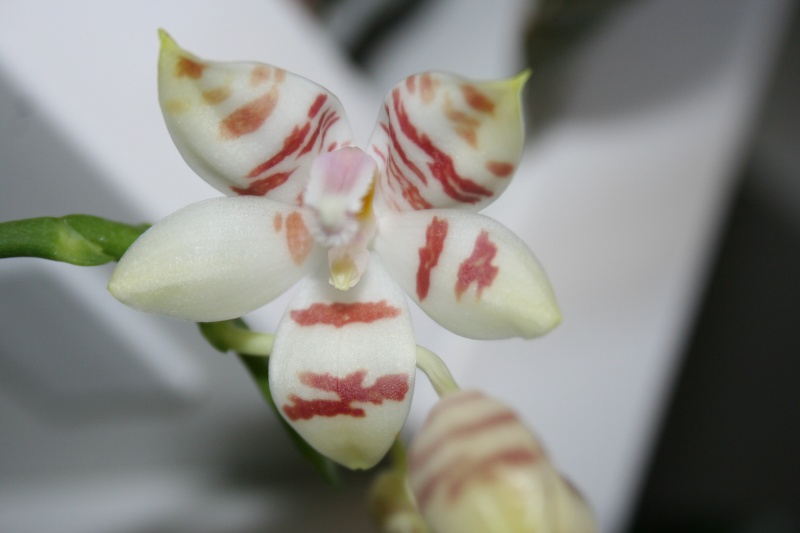 phalaenopsis amboinensis white x tetraspis  Img_1322