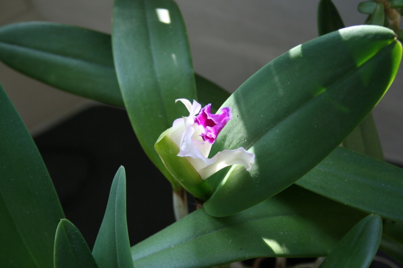 brassia laelio cattleya - cattleya intermedia Laelia purpurata - Page 4 Img_1323