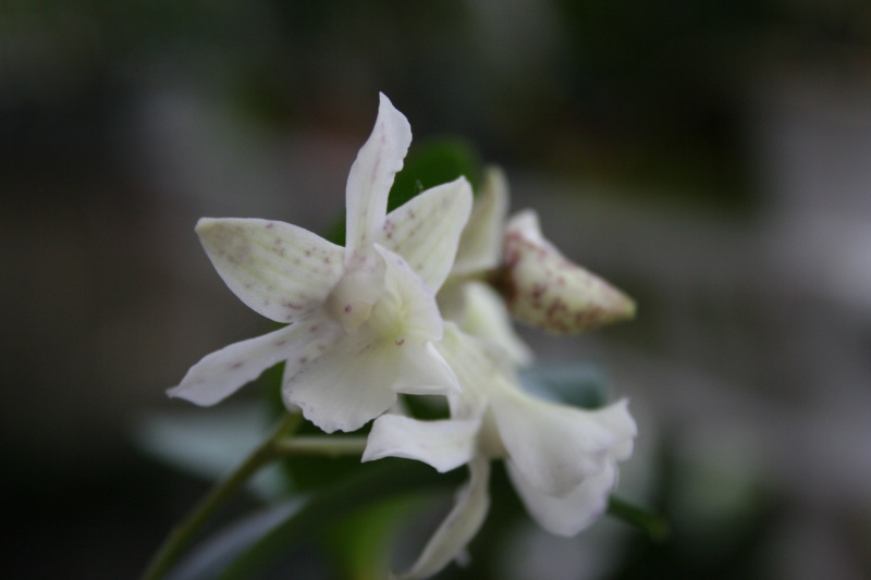 dendrobium nora tokunaga x d. aberrans Img_1415