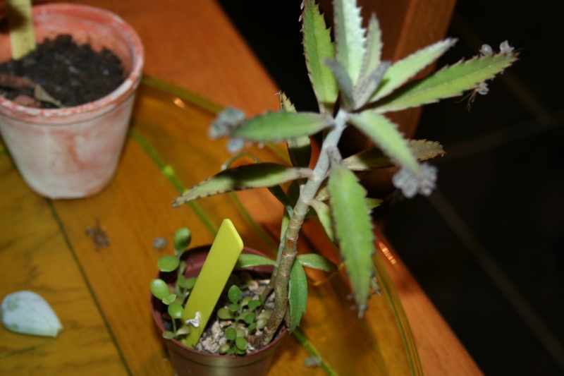 qui veut des cactus et succulentes ? Img_1429
