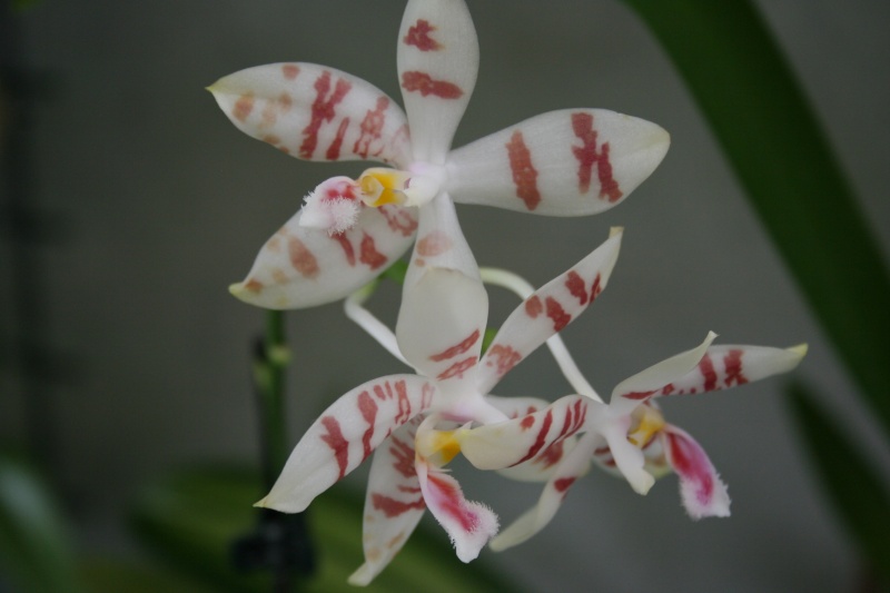phalaenopsis amboinensis white x tetraspis  Img_1440