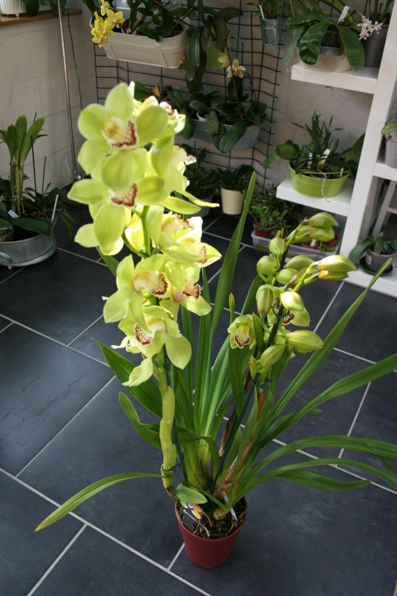 cymbidium avolution Img_1529