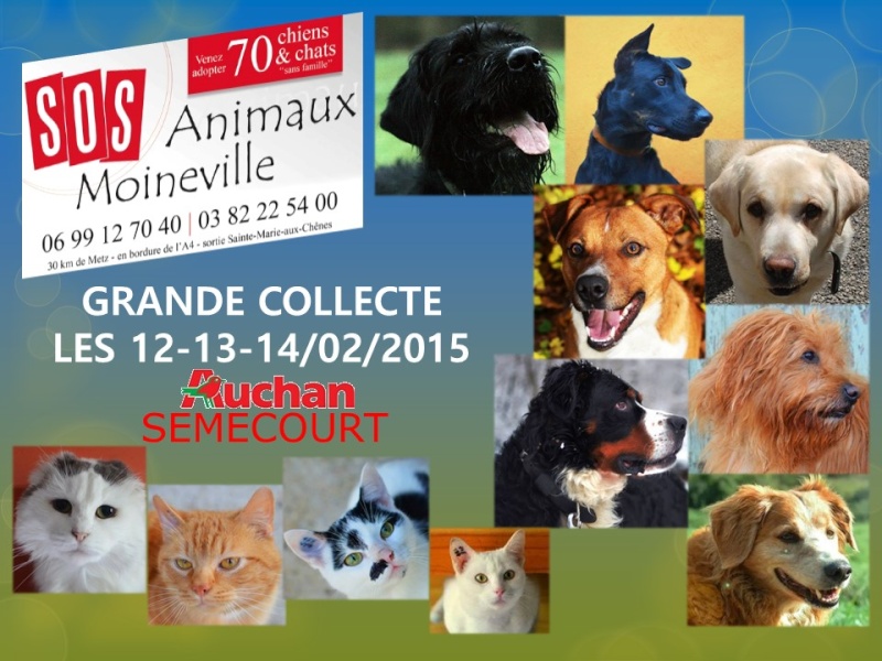 SOS ANIMAUX - Refuge du Jolibois - Collecte Auchan Semécourt les 12+13+14/02/2015 Affich10