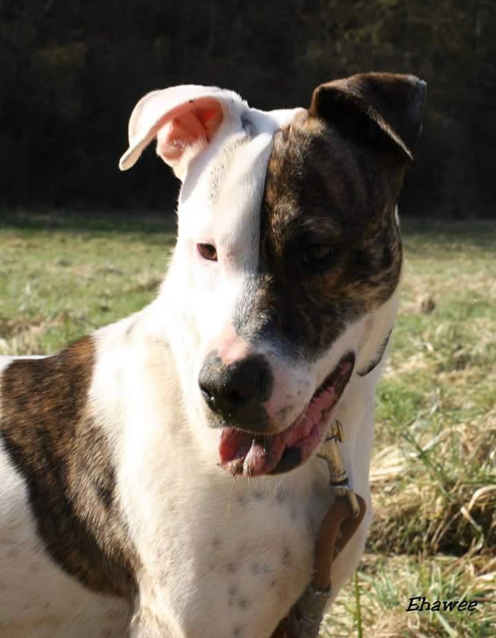 CLARISSE xbull terrier (03/2014), Moineville Claris10