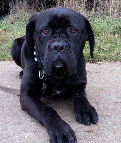 LUNA, xcane corso/boxer (01/2014), Moineville Luna_410