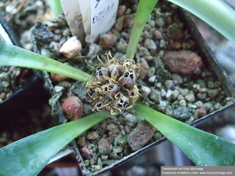 Lachenalia pusilla Lachen15