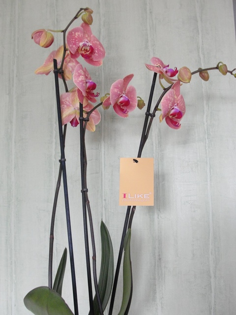 phalaenopsis Dsc08716