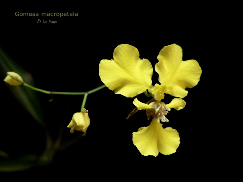 Gomesa macropetala (Oncidium macropetalum) Gomesa10