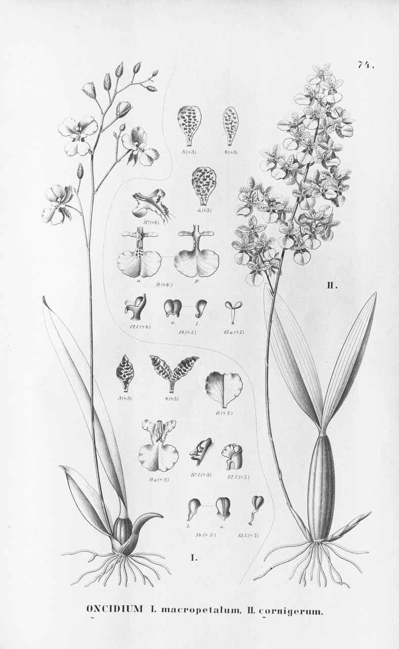 Gomesa macropetala (Oncidium macropetalum) Oncidi10
