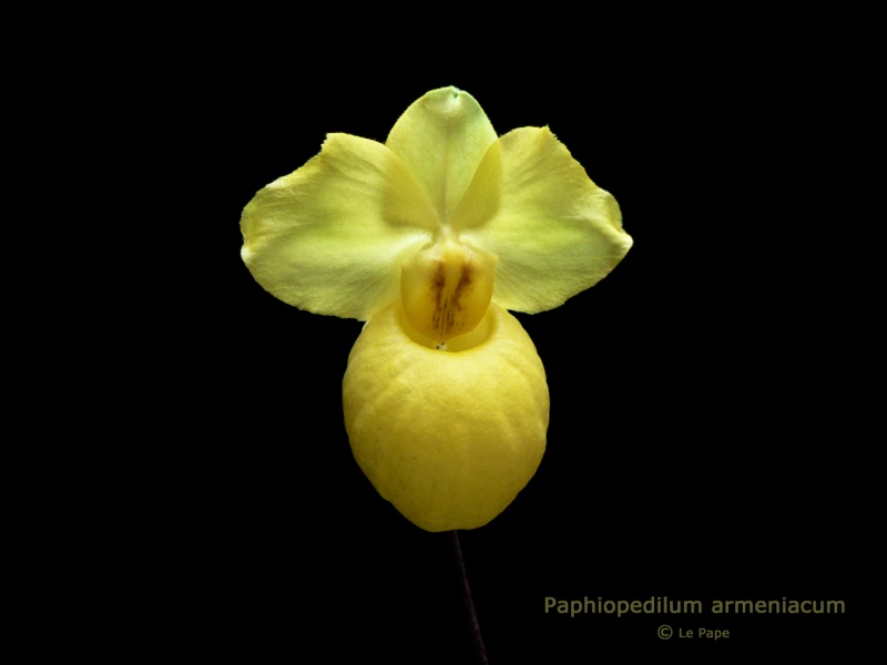 Paphiopedilum armeniacum  Paphio11